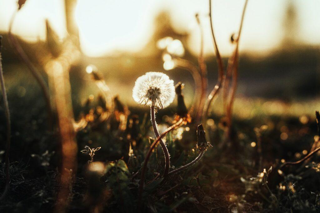 a dandelion sitting in the middle of a field